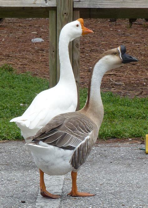 長鵝|中國鵝 (Chinese Goose)